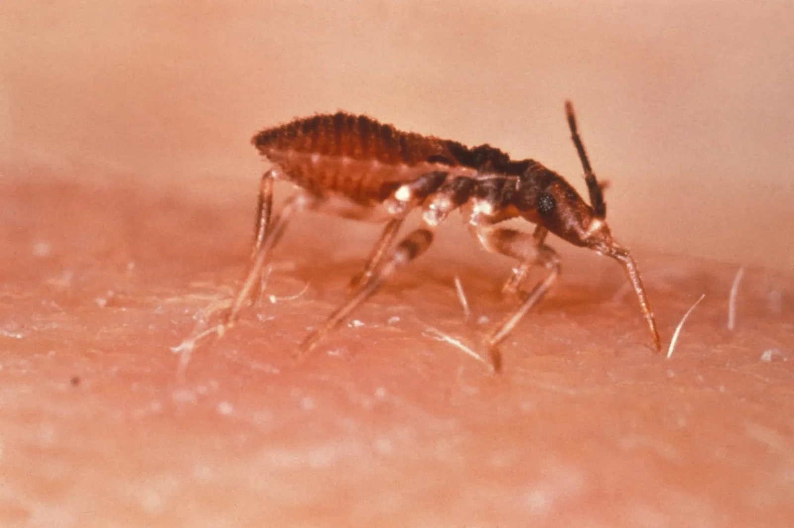 Inseto barbeiro Triatoma infestans, transmissor da doença de Chagas