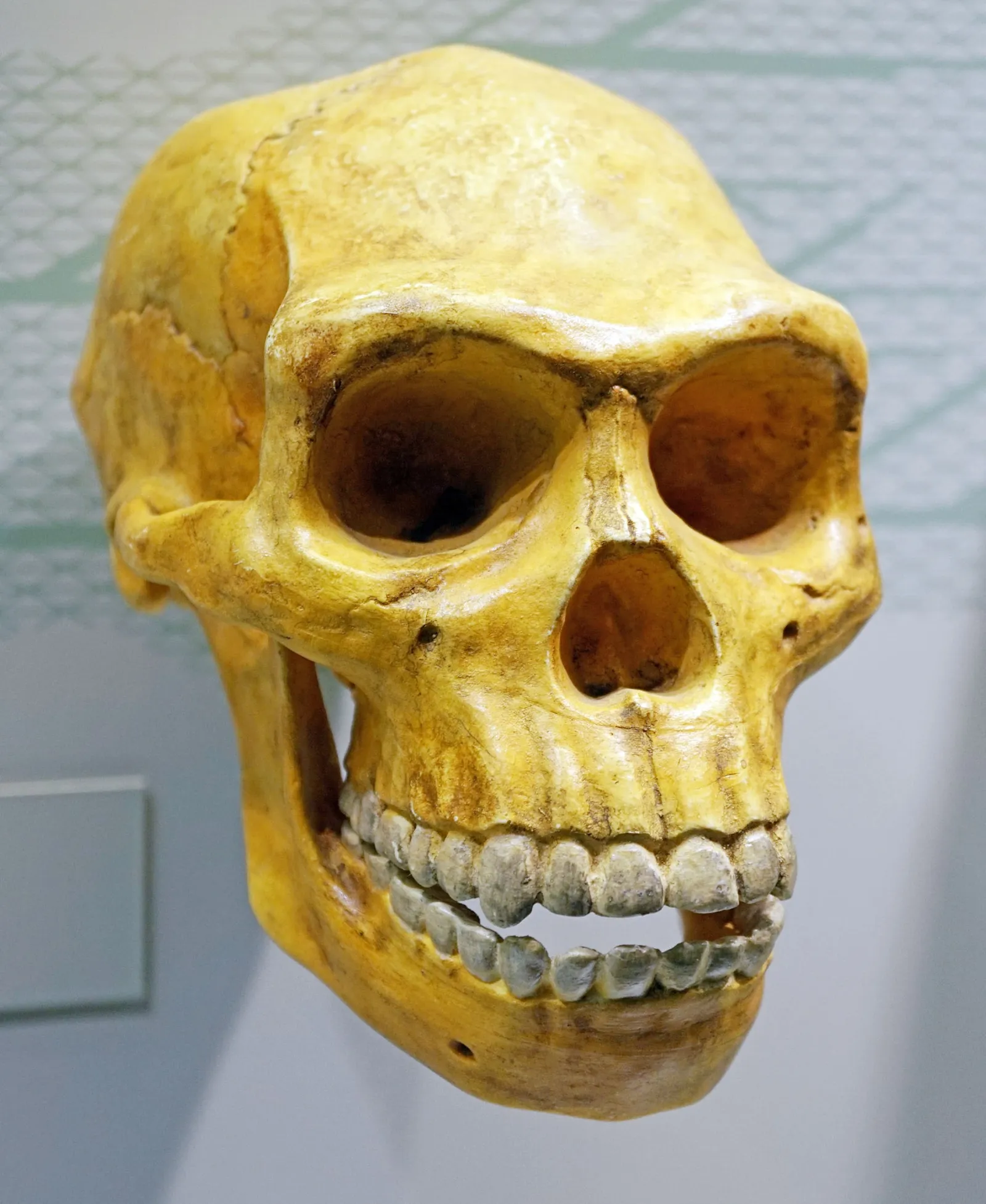 Crânio de Homo erectus fotografado de lado em fundo claro
