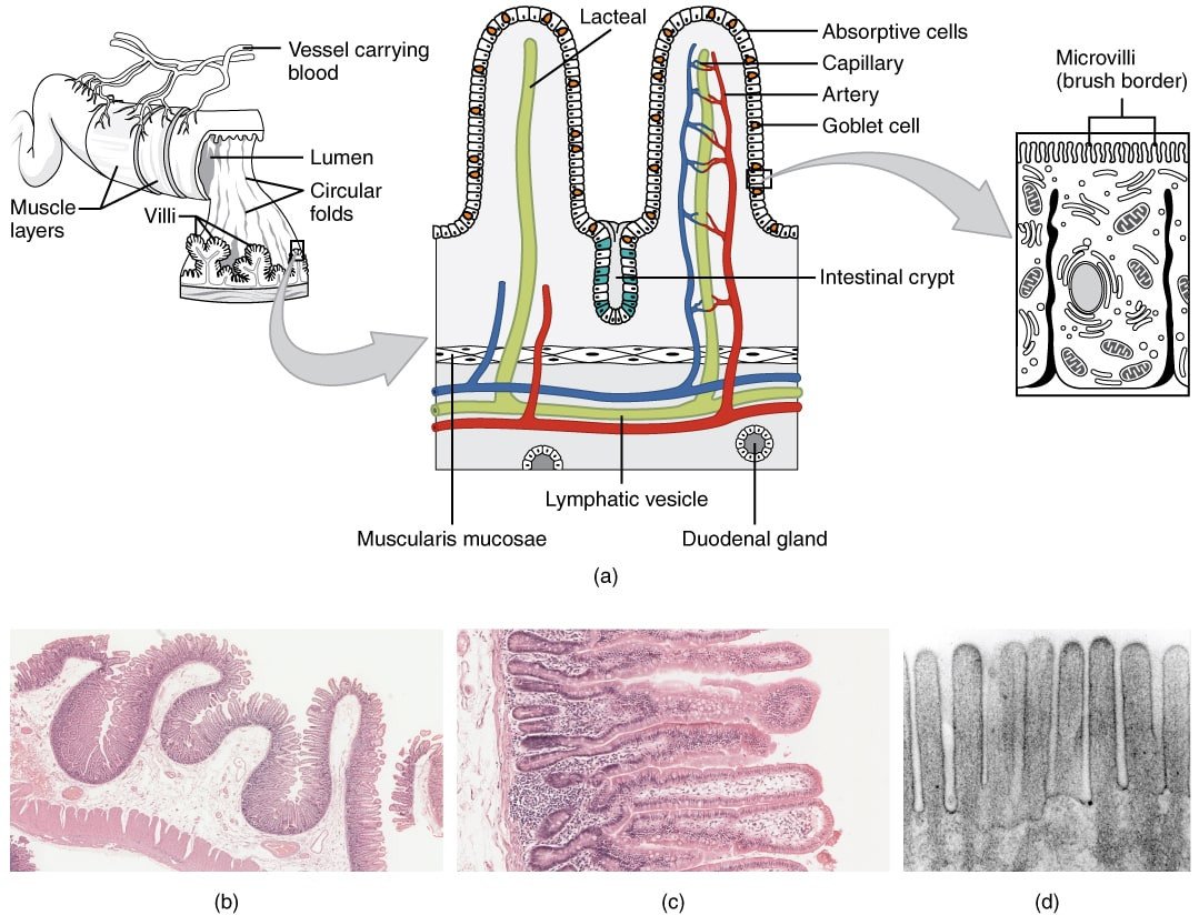 Corte histológico de intestino delgado ao microscópio