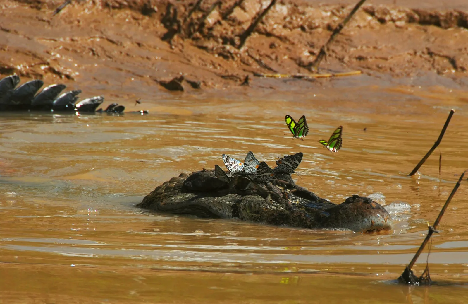 Jacaré em água barrenta, com borboletas pousadas sobre a cabeça
