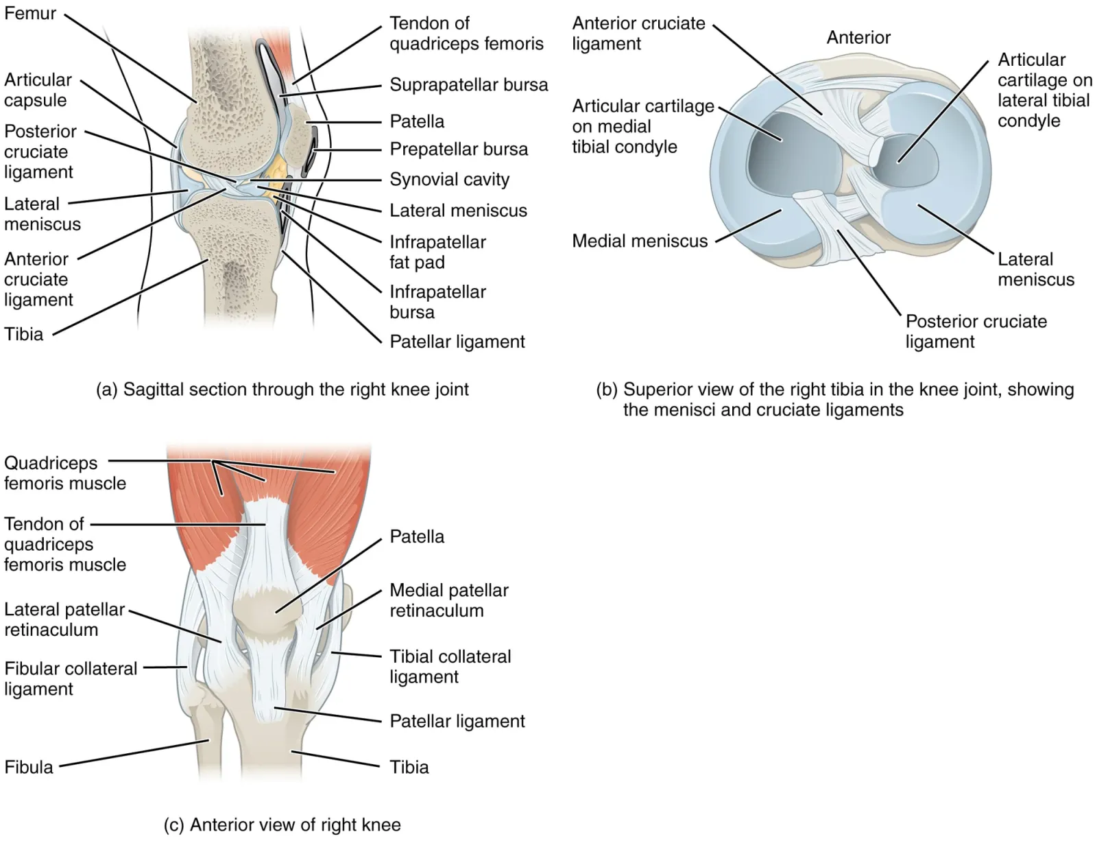 Ilustração da anatomia do joelho com ossos, ligamentos e cartilagem