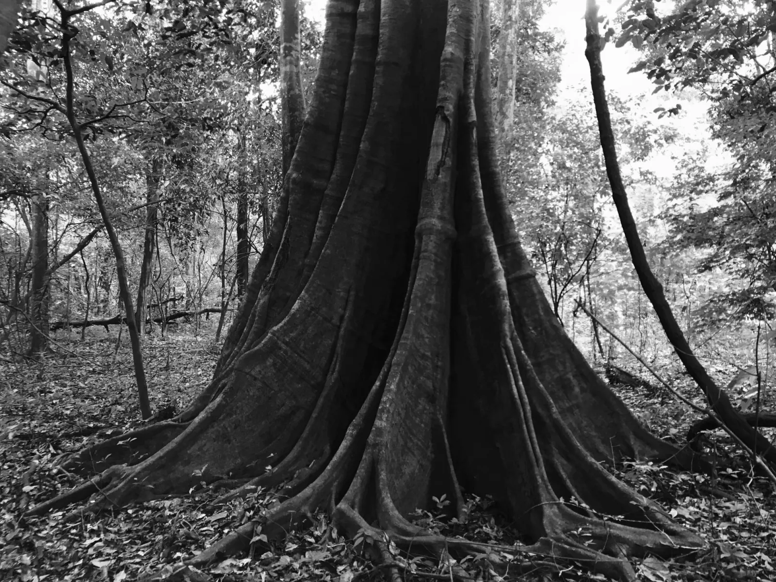 Floresta de várzea alagada perto do lago Mamirauá