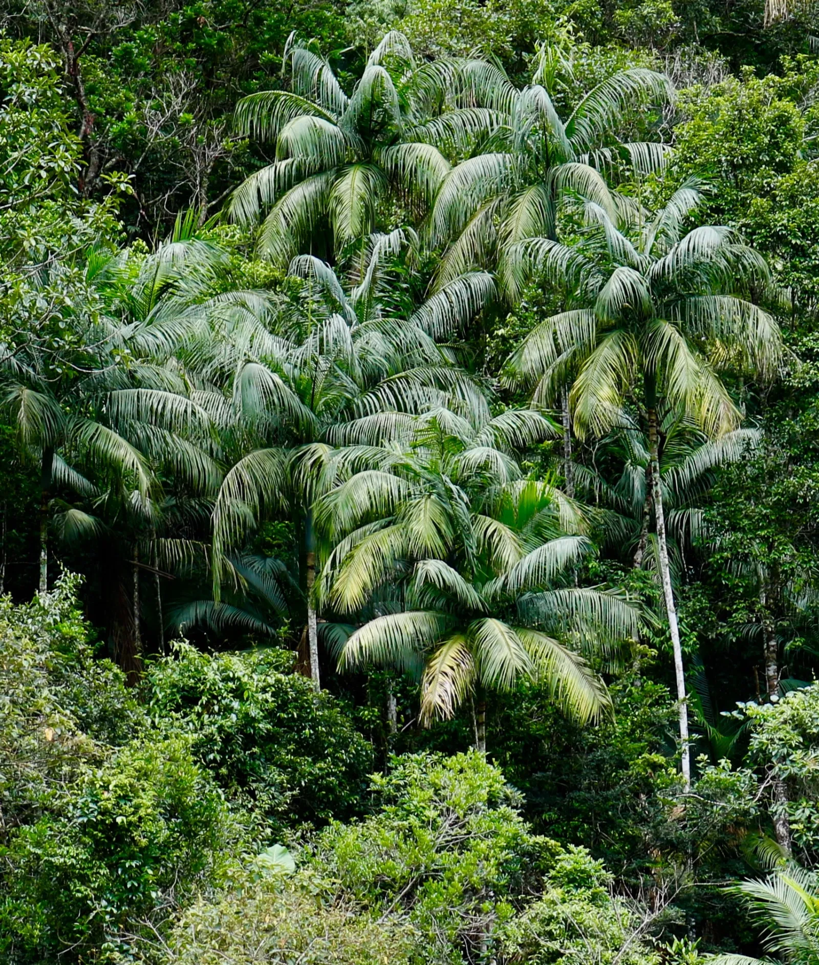 Trecho de floresta tropical densa, com árvores altas e luz filtrada