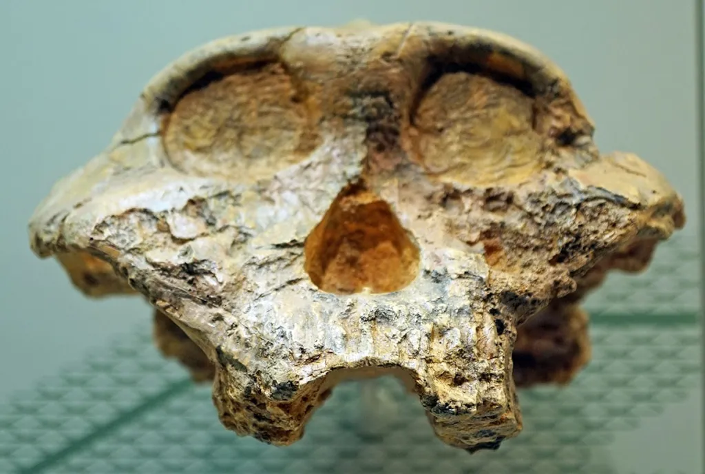 Crânio de Paranthropus robustus com mandíbula robusta e crista no topo