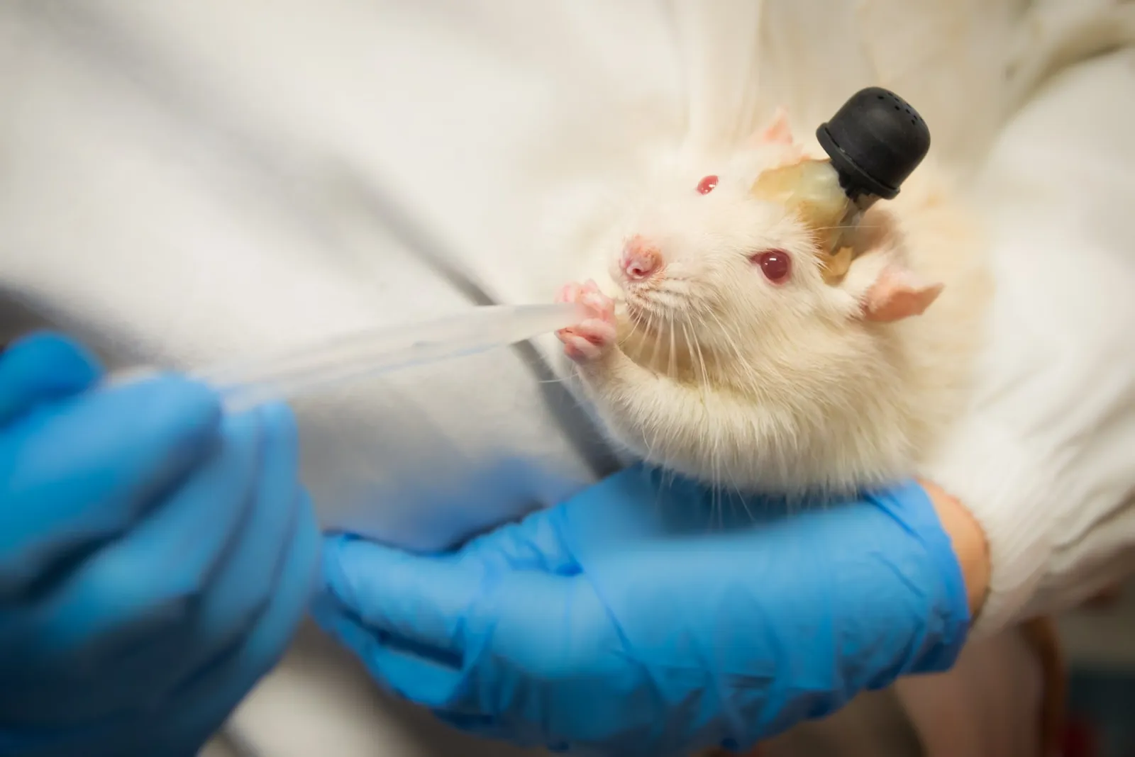 Rato de laboratório branco