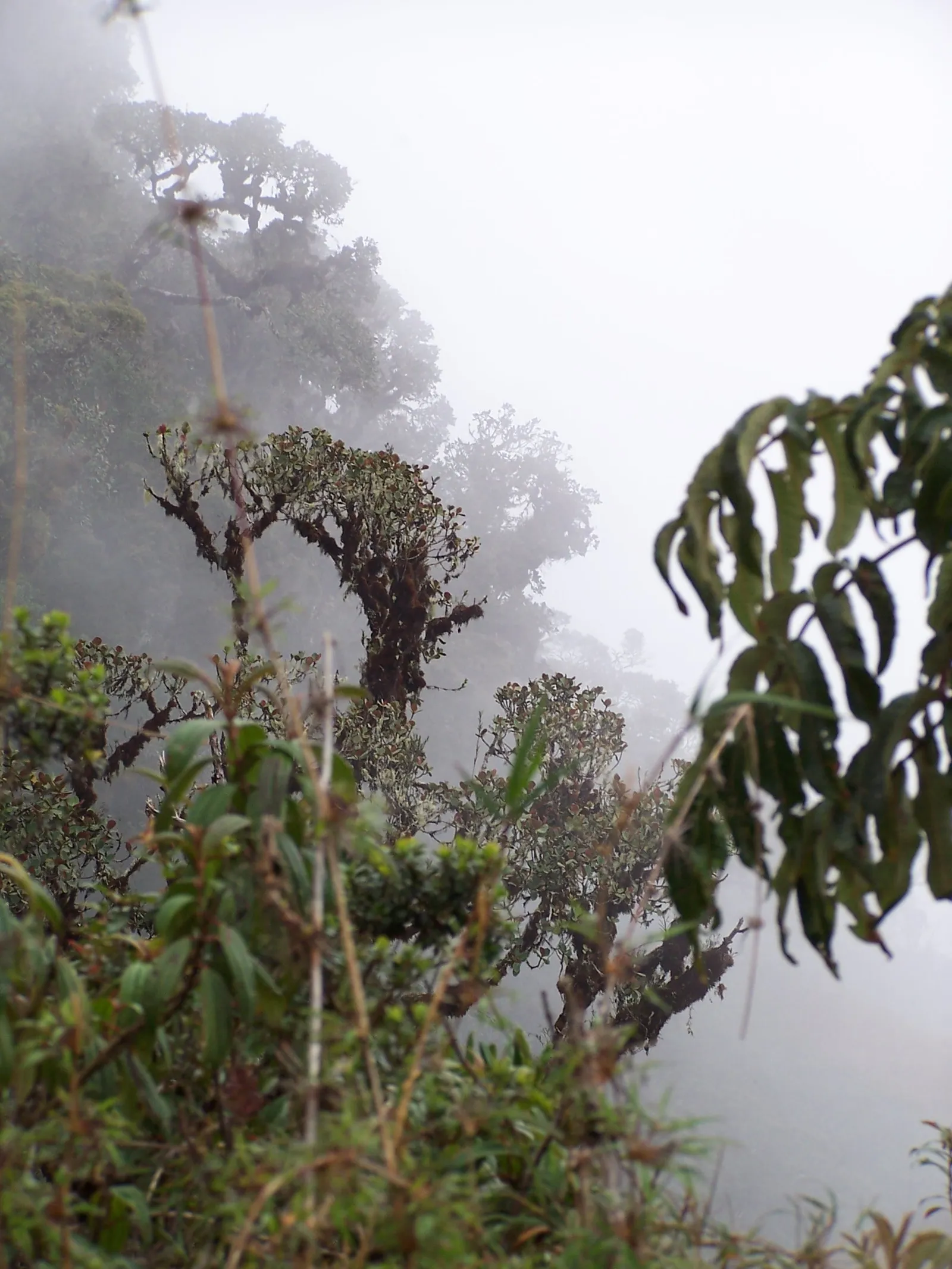Floresta nublada nos Yungas, na Bolívia